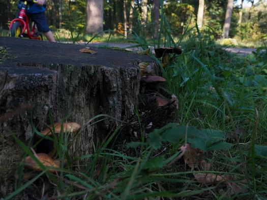 Provinciaal Domein Lippensgoed-Bulskampveld (België)